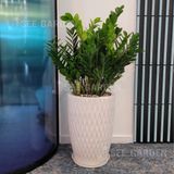  Chậu Vân Lưới LV1 