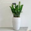  Kim Tiền Lớn Chậu Ly Vân LV1 