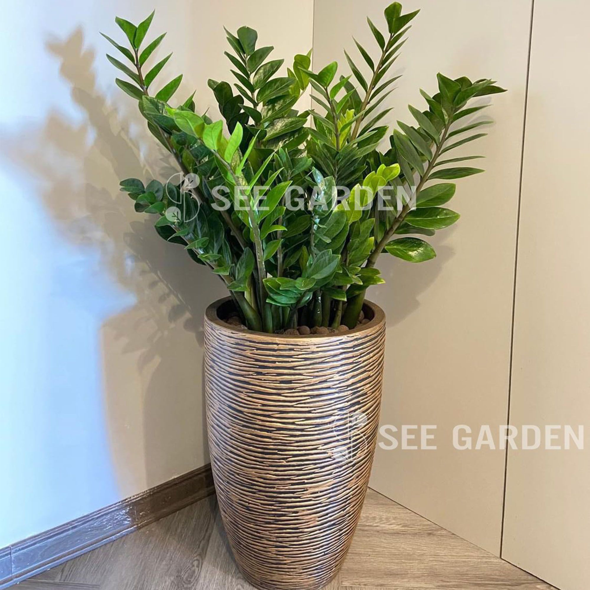  Kim Tiền L Chậu Vân Vàng 