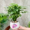 Hạnh phúc chậu hạt dẻ
