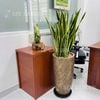 Lưỡi Hổ Chậu Vàng Đồng 35x70cm