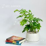  Mini Monstera L13 