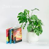  Mini Monstera L13 