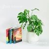 Mini Monstera L13