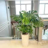  Monstera Chậu Ly Trơn LT2 