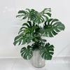 Trầu Bà Lá Xẻ Monstera Size Đại Chậu Kẻ Xám