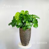  Monstera Chậu Vàng Đồng 