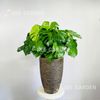 Monstera Chậu Vàng Đồng