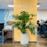  Trầu Bà Lá Xẻ Monstera Size Đại 