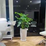  Trầu Bà Monstera Chậu Ly Vân LV2 