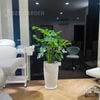 Trầu Bà Monstera Chậu Ly Vân LV2