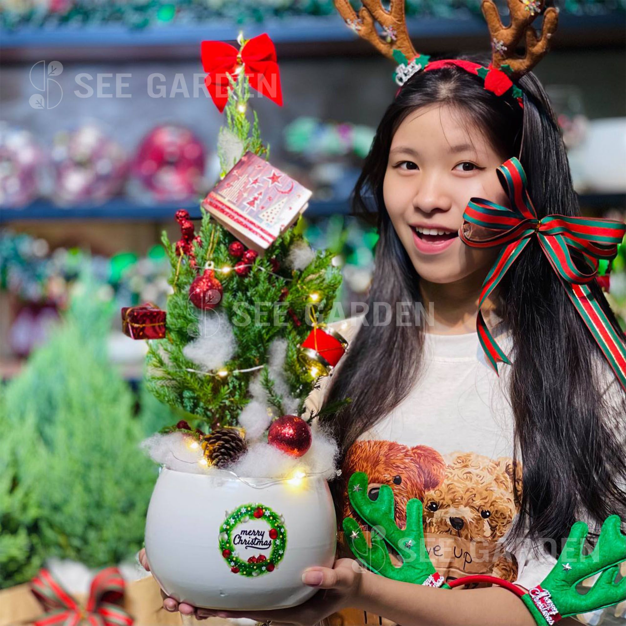  Set tùng merry vòng hoa chậu D13 