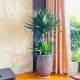  [XM] Chậu Giọt Nước Kẻ 