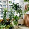  [Balcony] Phát Tài Núi Mix 