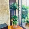  [Balcony] Phát Tài Núi Mix 