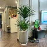  Phát Tài Núi Chậu Kẻ Dọc 