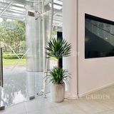  Phát tài núi chậu kẻ xám 