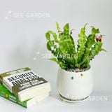  Ráng Ổ Phụng [Asplenium Nidus] 