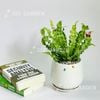 Ráng Ổ Phụng [Asplenium Nidus]