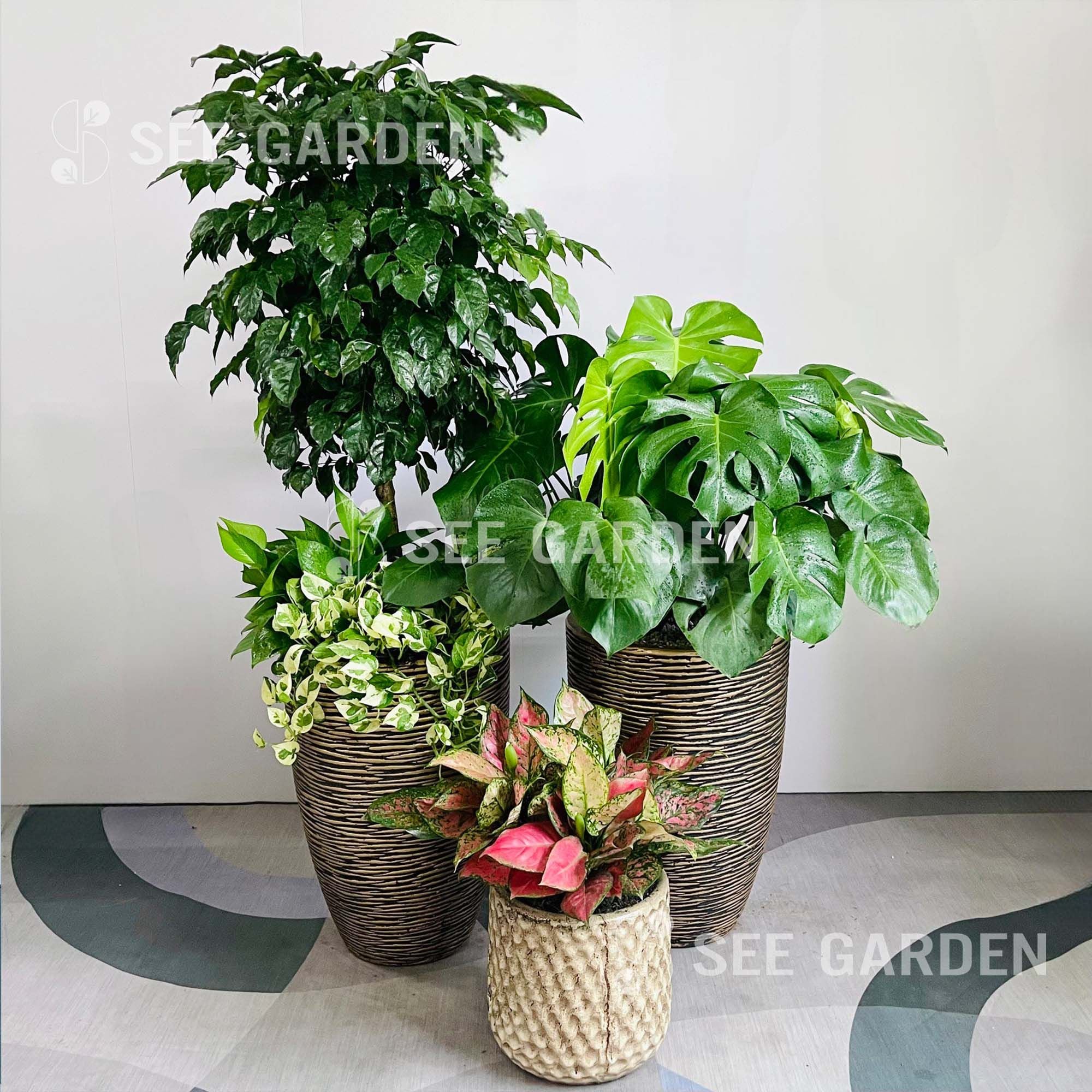  [Balcony] Set Hạnh Phúc Mix 