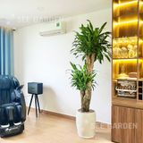  Thiết Mộc Lan Cổ Thụ - Phát Tài Vàng 
