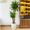 Thiết Mộc Lan Cổ Thụ - Phát Tài Vàng