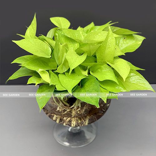  Trầu bà thái vàng thủy sinh 