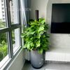 Trầu Bà Leo Cột Chậu Giọt Nước Kẻ Đen