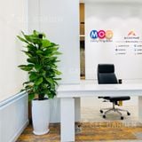  Trầu Bà Leo Cột LT2 [Pothos] 