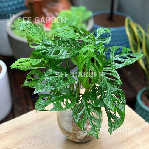  Trầu bà lá lổ thủy sinh 