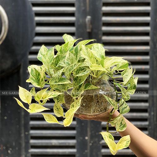  Trầu bà sữa thủy sinh 