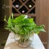 Trầu bà thái xanh thuỷ sinh
