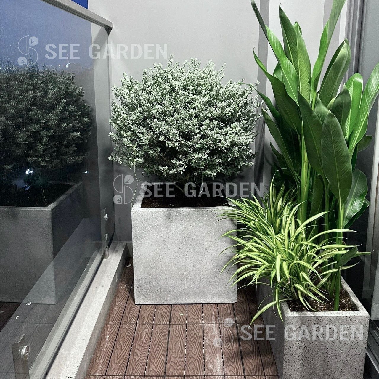  [Balcony] Cây Tuyết Sơn Chậu XM50 