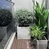  [Balcony] Cây Tuyết Sơn Chậu XM50 