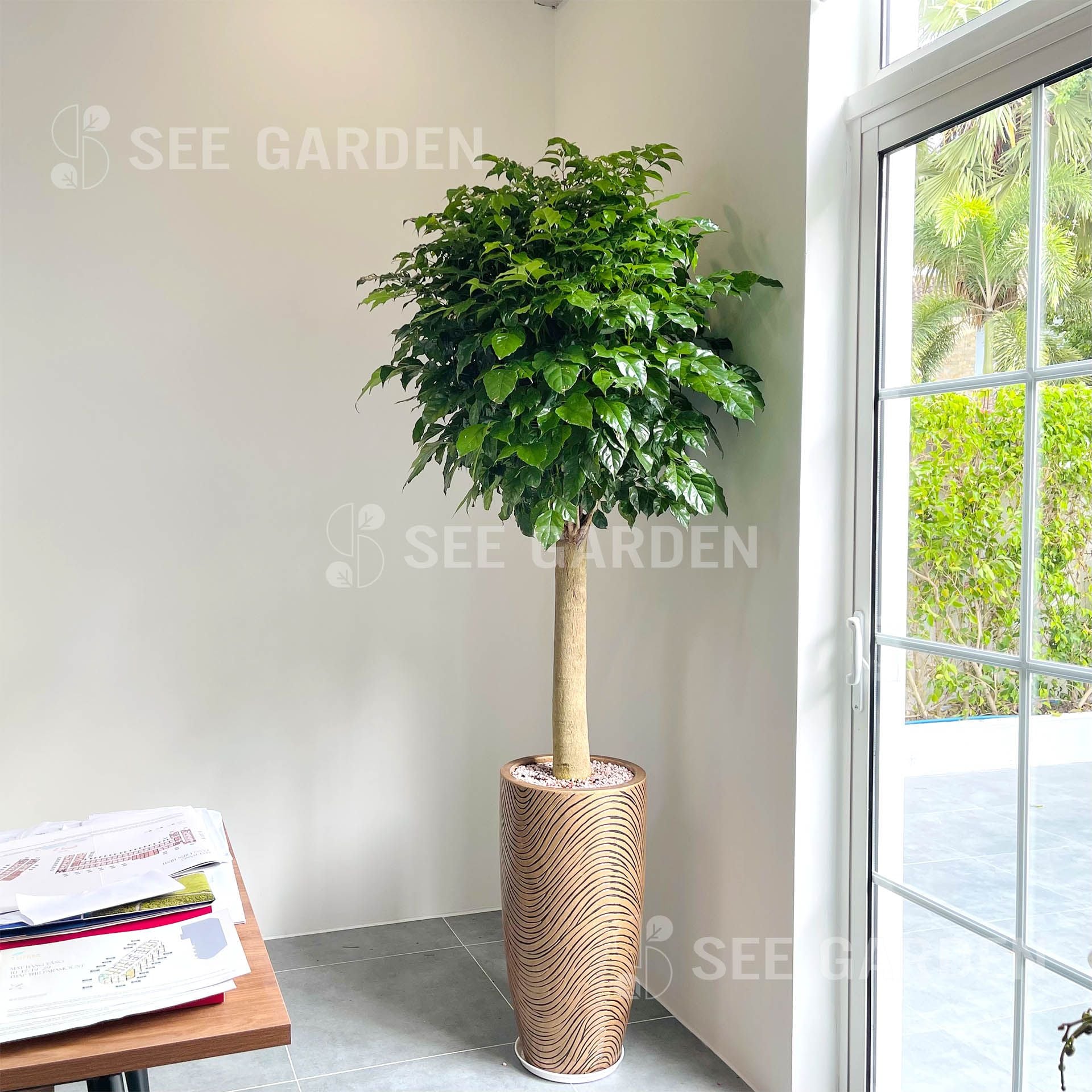 Hạnh Phúc Thân Trụ Lớn Chậu Vàng Đồng 70cm 