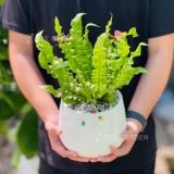  Ráng Ổ Phụng [Asplenium Nidus] 