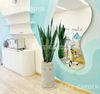 Lưỡi Hổ Xanh Chậu XM Trụ 30x60