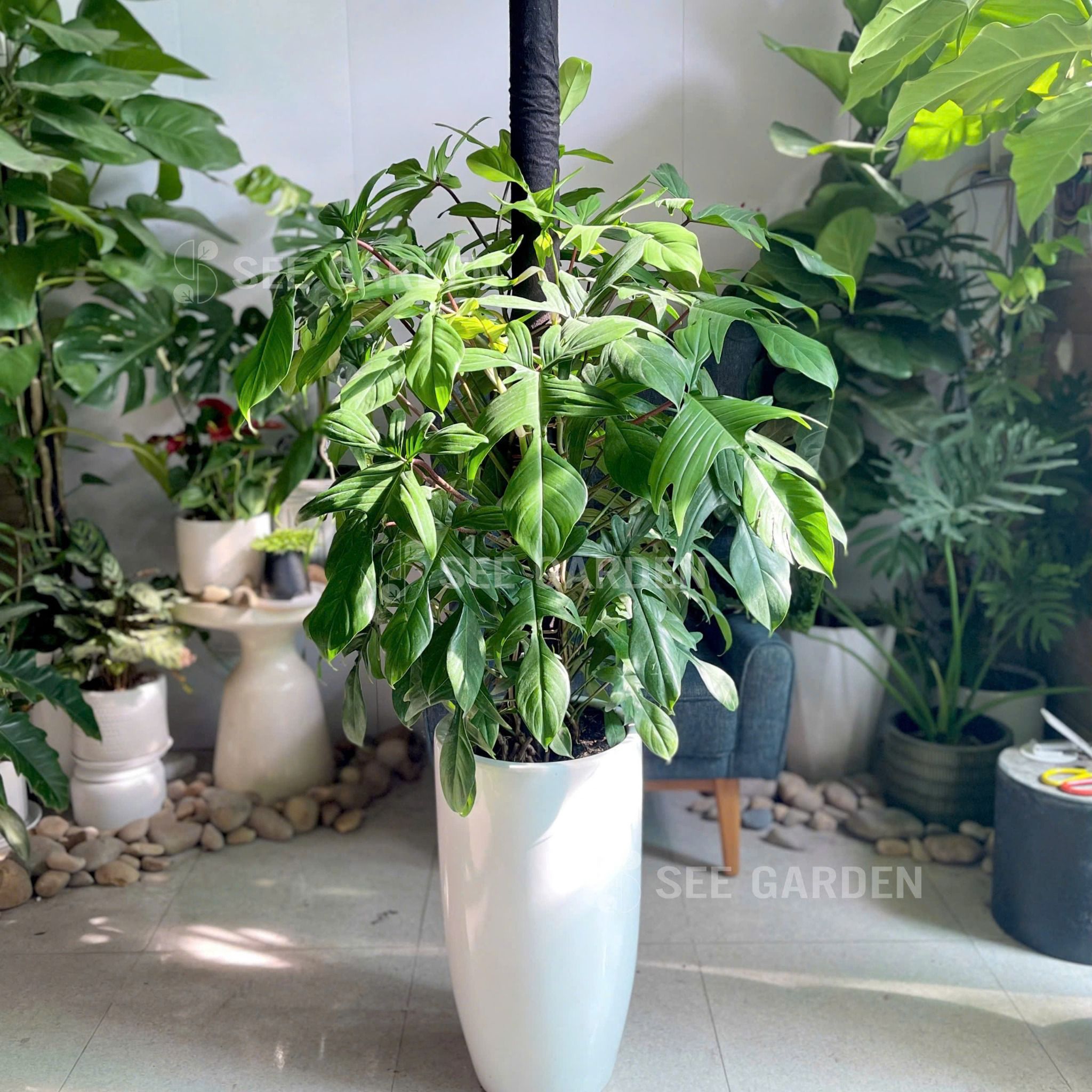  Trầu Bà Cánh Én Chậu Ly Trơn LT2 [Philodendron Florida] 