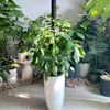  Trầu Bà Cánh Én Chậu Ly Trơn LT2 [Philodendron Florida] 