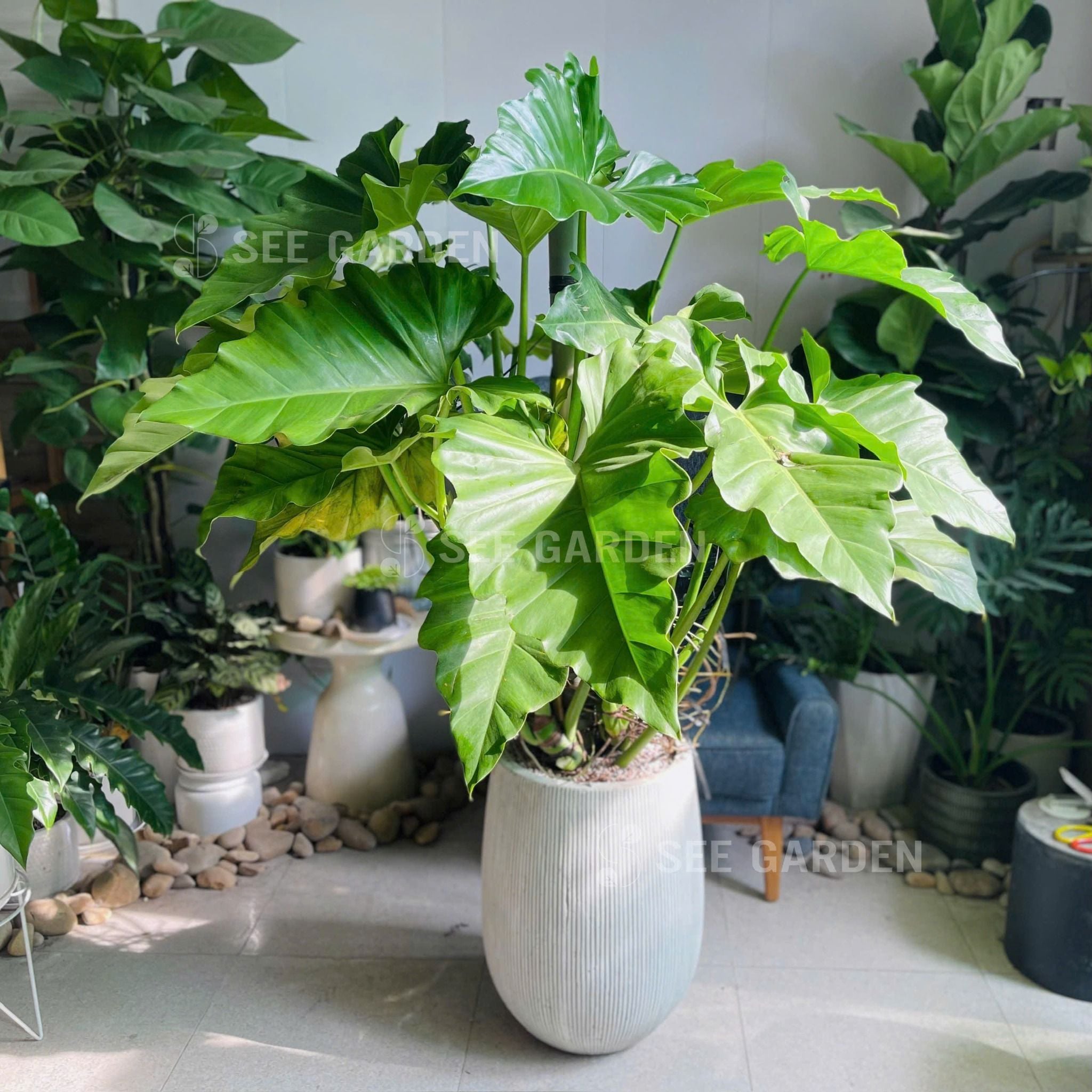 Cây Subin Chậu XM Kẻ Trắng [Philodendron Subincisum] – SeeGarden