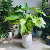  Cây Subin Chậu XM Kẻ Trắng [Philodendron Subincisum] 