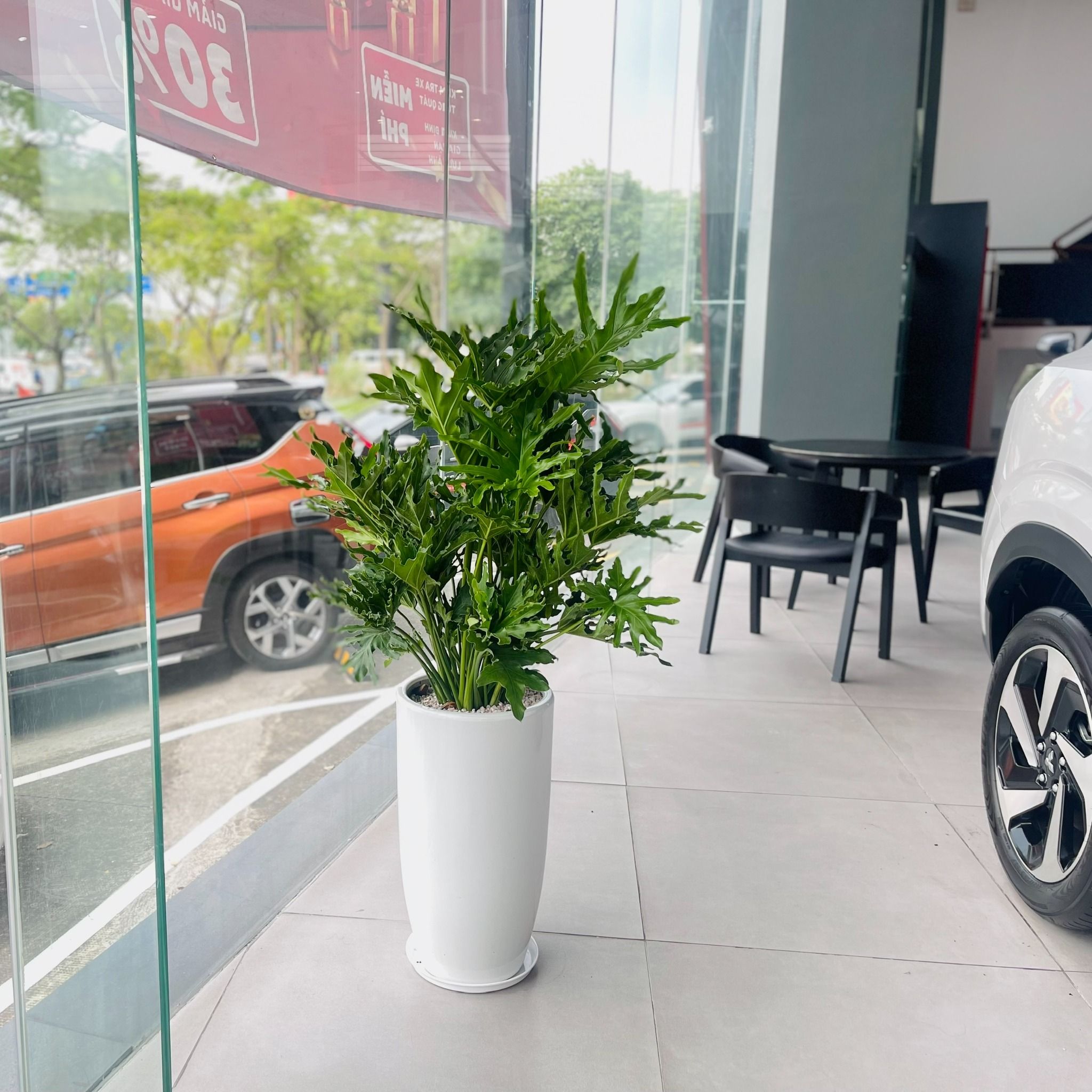  Trầu Bà Thanh Xuân Chậu Ly Trơn LT2 