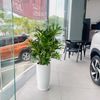 Trầu Bà Thanh Xuân Chậu Ly Trơn LT2