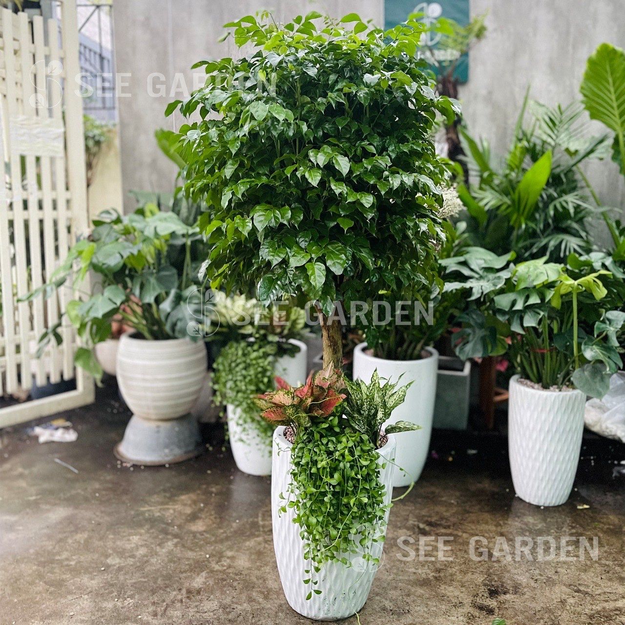 Hạnh Phúc Mix Các Cây Nhỏ LV3 