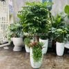  Hạnh Phúc Mix Các Cây Nhỏ LV3 