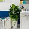  Bạch Mã Hoàng Tử Mix LT2 