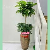  Hạnh Phúc 2 Tầng Size Trung 170cm 
