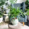  Phát Tài Núi bonsai chậu gốm xanh 