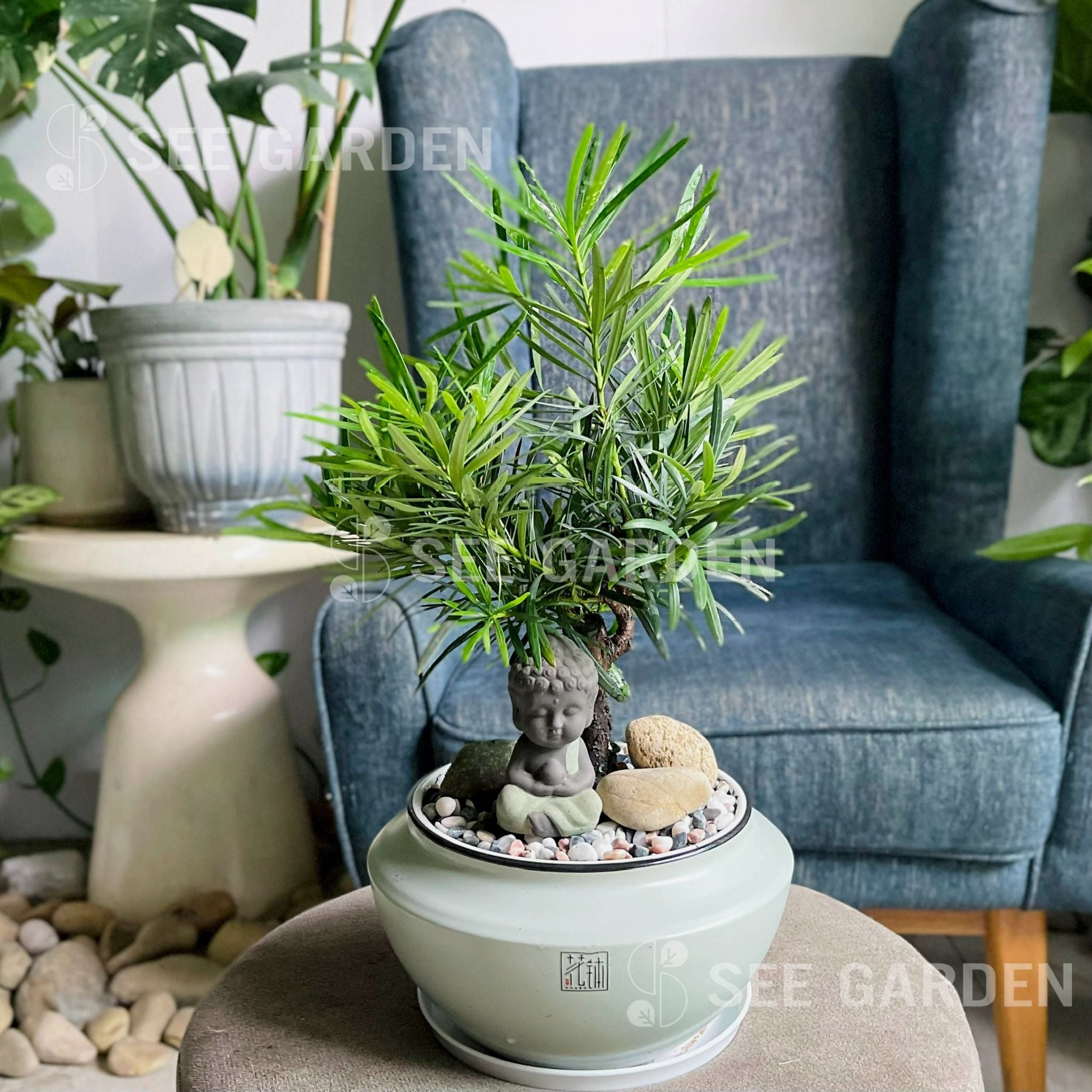  Tùng Vạn Niên bonsai chậu gốm xanh 