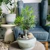  Tùng Vạn Niên bonsai chậu gốm xanh 